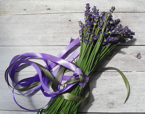 lavender flower purple
