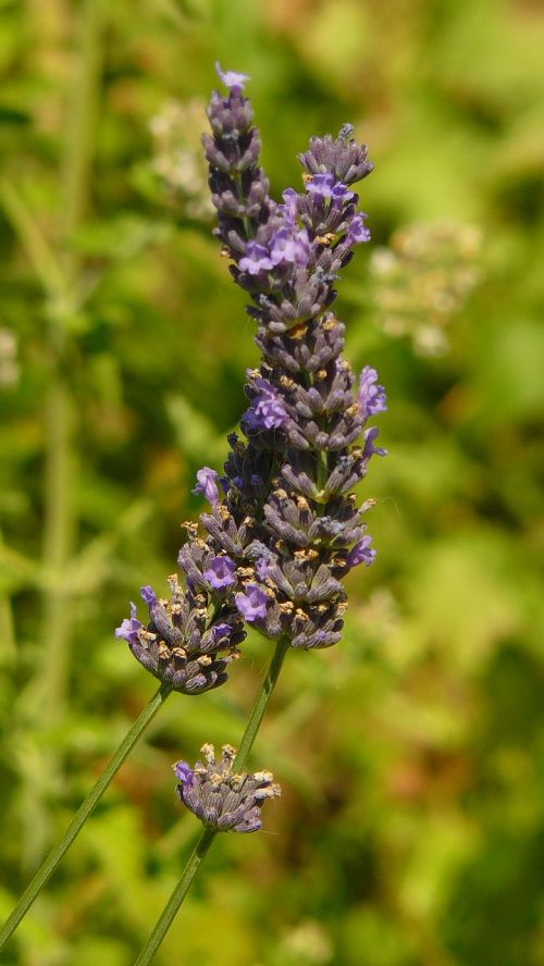 lavender plants nature