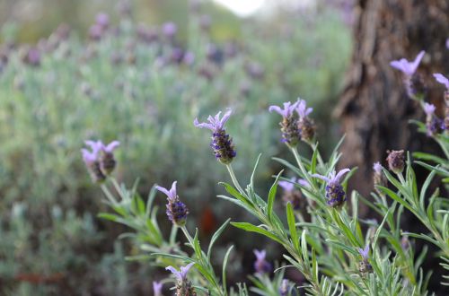 lavender flower lavender flower