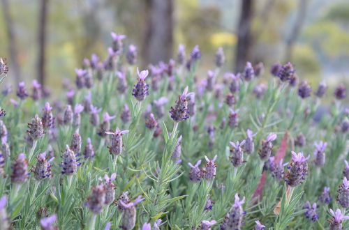 lavender flower lavender flower