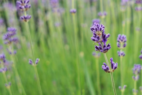 lavender flower blossom