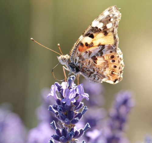 lavender butterfly nature