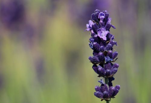 lavender flower purple