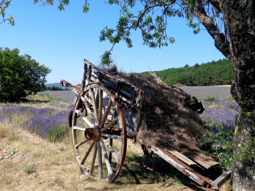 lavender sault provence