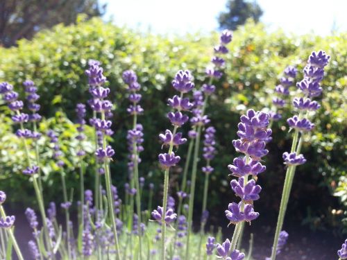 lavender flowers garden