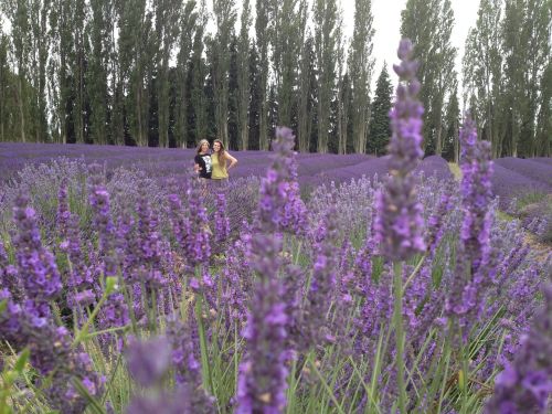 lavender friends flower