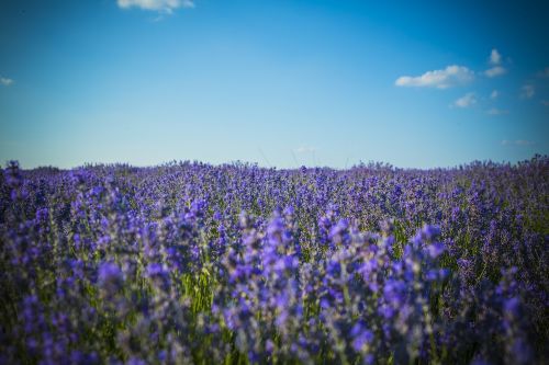 lavender field moldova