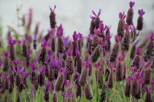 lavender lavender flowers purple