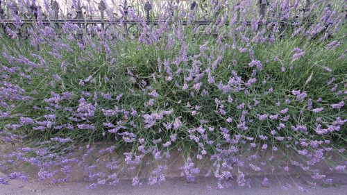 lavender plant garden