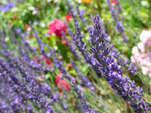 lavender flowers garden