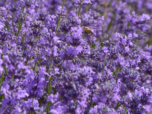 lavender purple purple flowers