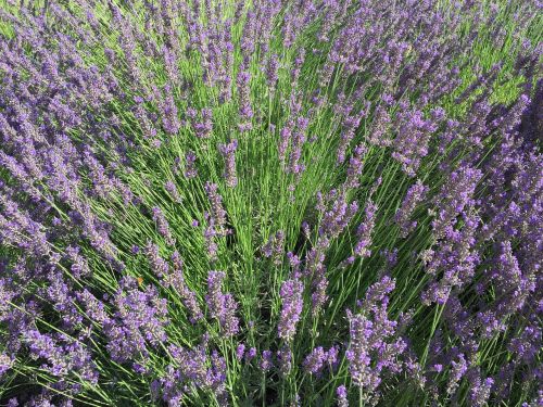 lavender field bouquet