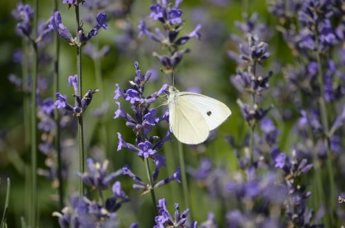 lavender butterfly blossom