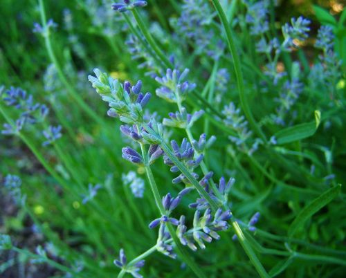 lavender flower garden summer flower