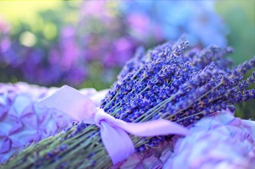 lavender fresh flowers