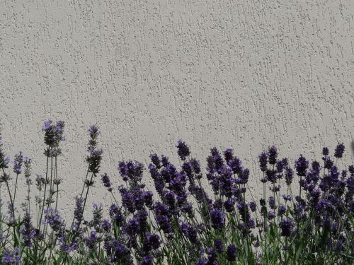 lavender violet flowers