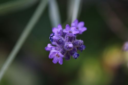 lavender flower macro