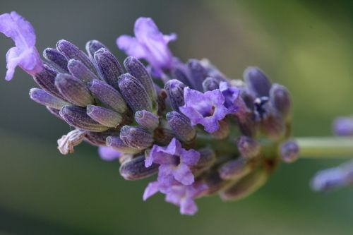 lavender flower macro