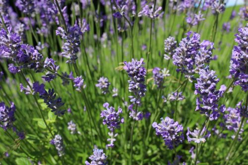 lavender nature summer