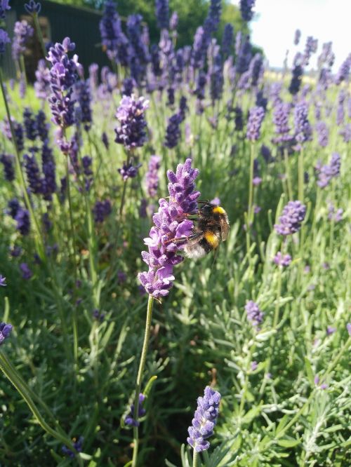 lavender bumblebee purple