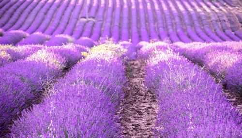 lavender provence field