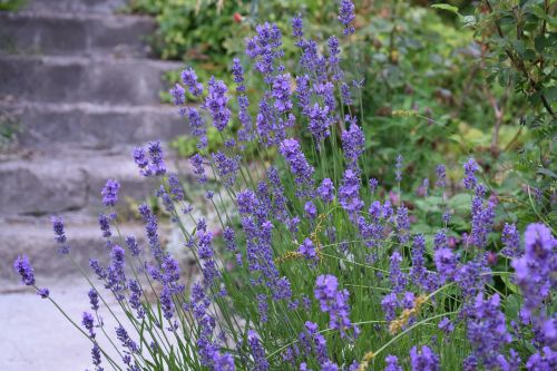 lavender garden purple