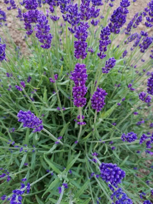 lavender purple flowers macro