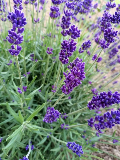 lavender macro summer