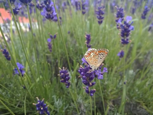 lavender azúrlepke butterfly