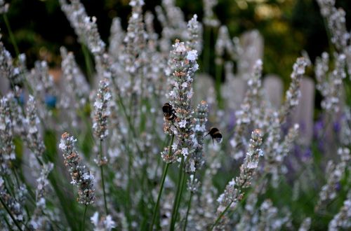 lavender white lavender insect bumblebee
