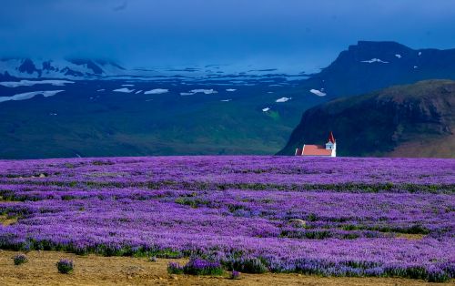 lavender field farm