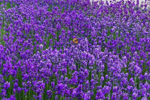 lavender purple flowers