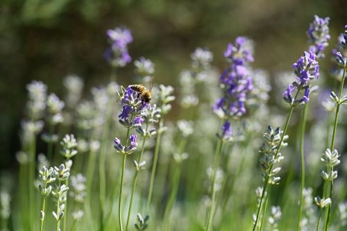 lavender flower garden