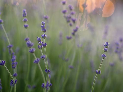 lavender flower green