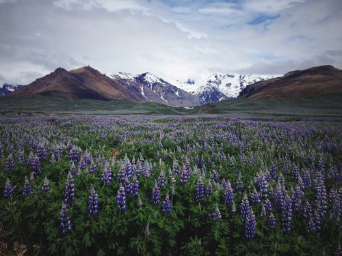 lavender field flower