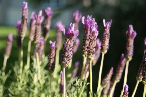 lavender plant nature