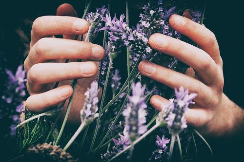 lavender flower petal