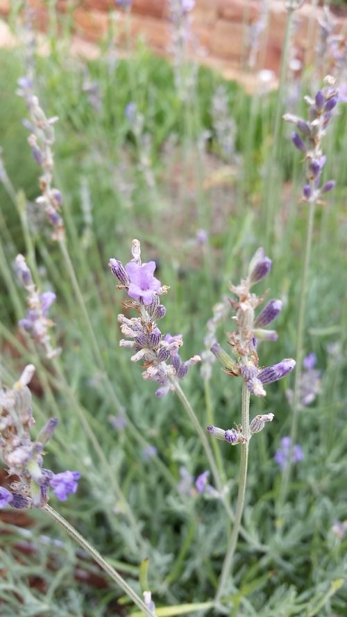 lavender flower purple