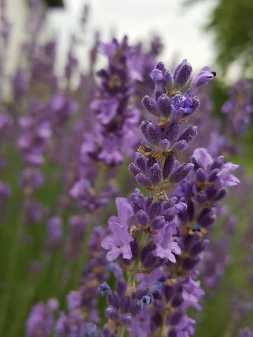 lavender fragrance purple