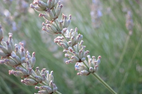 lavender purple france