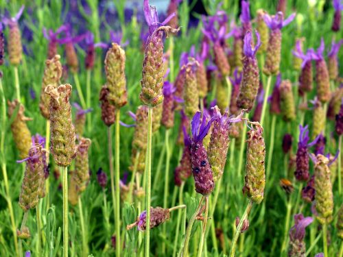 lavender flowers bush