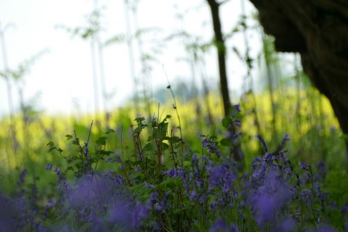 lavender purple english countryside
