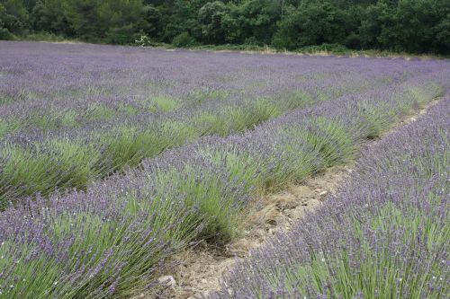 lavender provence french