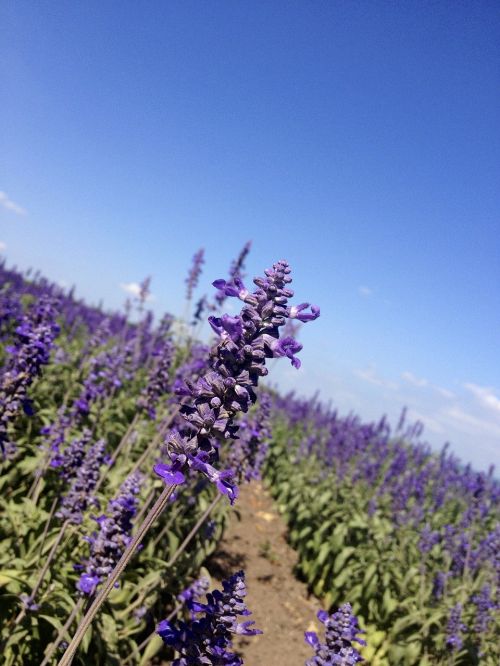 lavender flowers fields