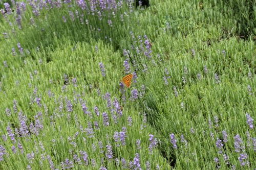 lavender butterfly nature