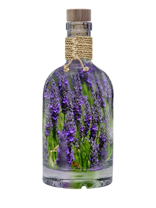 lavender bottle plant