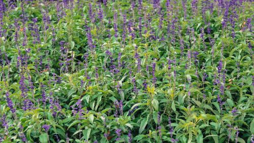 lavender meadow plants