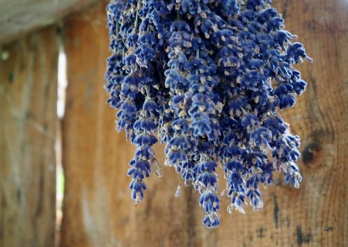 lavender herb dry