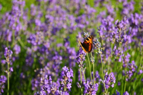 lavender butterfly herbs