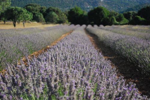 lavender flower perfume